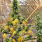 Sticky Fingers Autoflower (Seedstockers)
