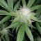 Super Mazar Seeds