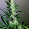 Graines de cannabis Titan's Haze regular (Flying Dutchmen)