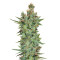 Graines de cannabis Titan's Haze regular (Flying Dutchmen)