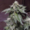 Wedding Gelato feminized seeds