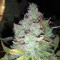 Z Glue feminized seeds (Expert Seeds)
