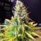 AK 47 Fast Version Feminized Seeds (Easy Grow Seeds)