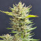 Chocolope (Herbies Seeds)