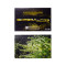 Graines de cannabis Critical Chaze Auto (Flash Seeds)