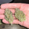 Graines de cannabis Critical Daddy (BlimBurn Seeds)