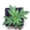 GH Cheese (GHS)