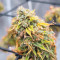 Ghost Train Haze เมล็ดพันธุ์สตรี (Seedkeepers)