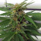Glue Gelato Auto Seeds