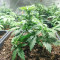 Graines de cannabis Gorilla x Lilly (Expert Seeds)