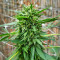 Passion #1 feminized seeds
