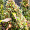 Quarter Pounder Autoflower Feminized Seeds (EGS)