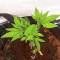 Red Hot Cookies Feminized Seeds (Sweet Seeds)