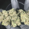 Vente de graines de cannabis Blueberry OG (Barney's Farm)