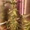 Gorilla Cookies Seeds