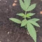 West Coast O.G. Seeds