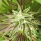 Eleven Roses Seeds (Delicious Seeds) - Cannabis Strain Seeds for Sale