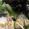 Sementes feminizadas CBD Auto Blackberry Kush para venda