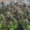 Vente de graines de cannabis Meringue (Dutch Passion)