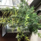 00 Hashchis (00 Cheese) Seeds - Cannabis Strain Seeds for Sale