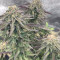 Mimosa EVO Seeds (Barney’s Farm) - Cannabis Strain Seeds for Sale