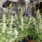 Gorilla Cookies feminized seeds for sale by Expert Seeds
