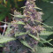 Bloody Skunk Auto (Sweet Seeds)