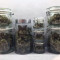 Auto Colorado Cookies Seeds - Cannabis Strain Seeds for Sale