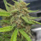 Vente de graines de cannabis Wedding Glue Auto (Fast Buds)