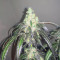Bubba Island Kush Seeds - Cannabis Strain Seeds for Sale