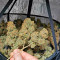 Critical Kush Seeds (Barney's Farm)