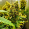 Pineapple Express Seeds (Barney's Farm) - Cannabis Strain Seeds for Sale