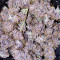 C4 Seeds - Cannabis Strain Seeds for Sale