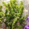 Critical Kush Seeds (Barney's Farm)