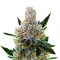 10th Planet R1 feminisierte Samen (Ethos Genetics)