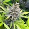 Cinderella 99 Feminized Seeds (Brothers Grimm Seeds)