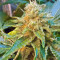 Graines de cannabis El Fuego Auto (DNA Genetics)