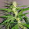 Graines de cannabis Exodus Cheese x Jack Herer x NL5 (GHS)