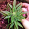 Gorilla Auto (GG#4 Original Glue Auto) (Expert Seeds)