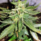 Gorilla Auto (GG#4 Original Glue Auto) (Expert Seeds)