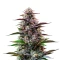 Jokerz Seeds