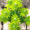 Lavender feminized seeds