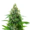 Lemon O.G. Seeds