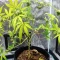 Mamba Negra Fast Seeds