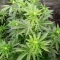 Nikki & Swami’s Maracuya Seeds