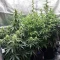 Graines féminisées de NYC Sour D Auto (Tyson S) (Royal Queen Seeds)