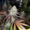 Purple Wreck (Reserva Privada)