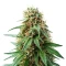 Shamanic Haze feminized seeds