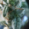 Shogun feminized seeds