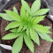 Zkittlez Fast Version (Herbies Seeds)